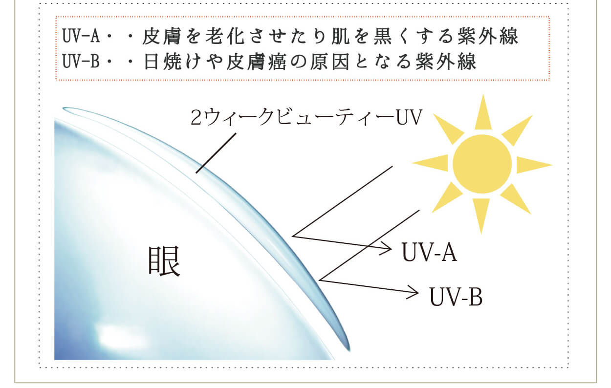 2weekvuetyUV／2ウィークビューティーUV｜UV-A・・皮膚を老化させたり肌を黒くする紫外線 UV-B・・日焼けや皮膚癌の原因となる紫外線 眼 2ウィークビューティUV UV-A UV-B