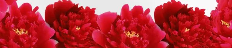  villege -ヴィレジェ｜